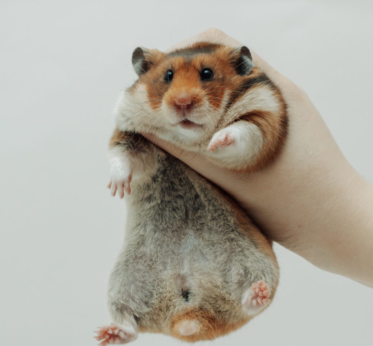 Beverly of Lavender Field