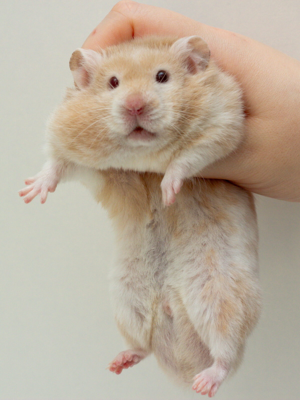 Cozy Comet's Côte des Nacres